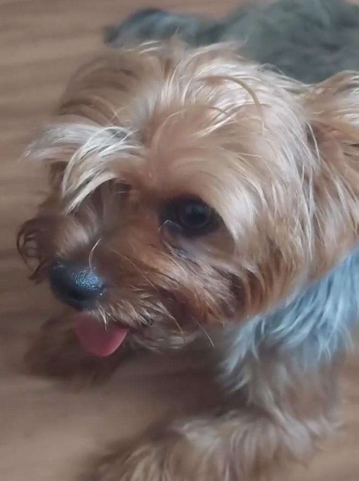 Mariana Pet Sitter - Seixal - Dog Walking