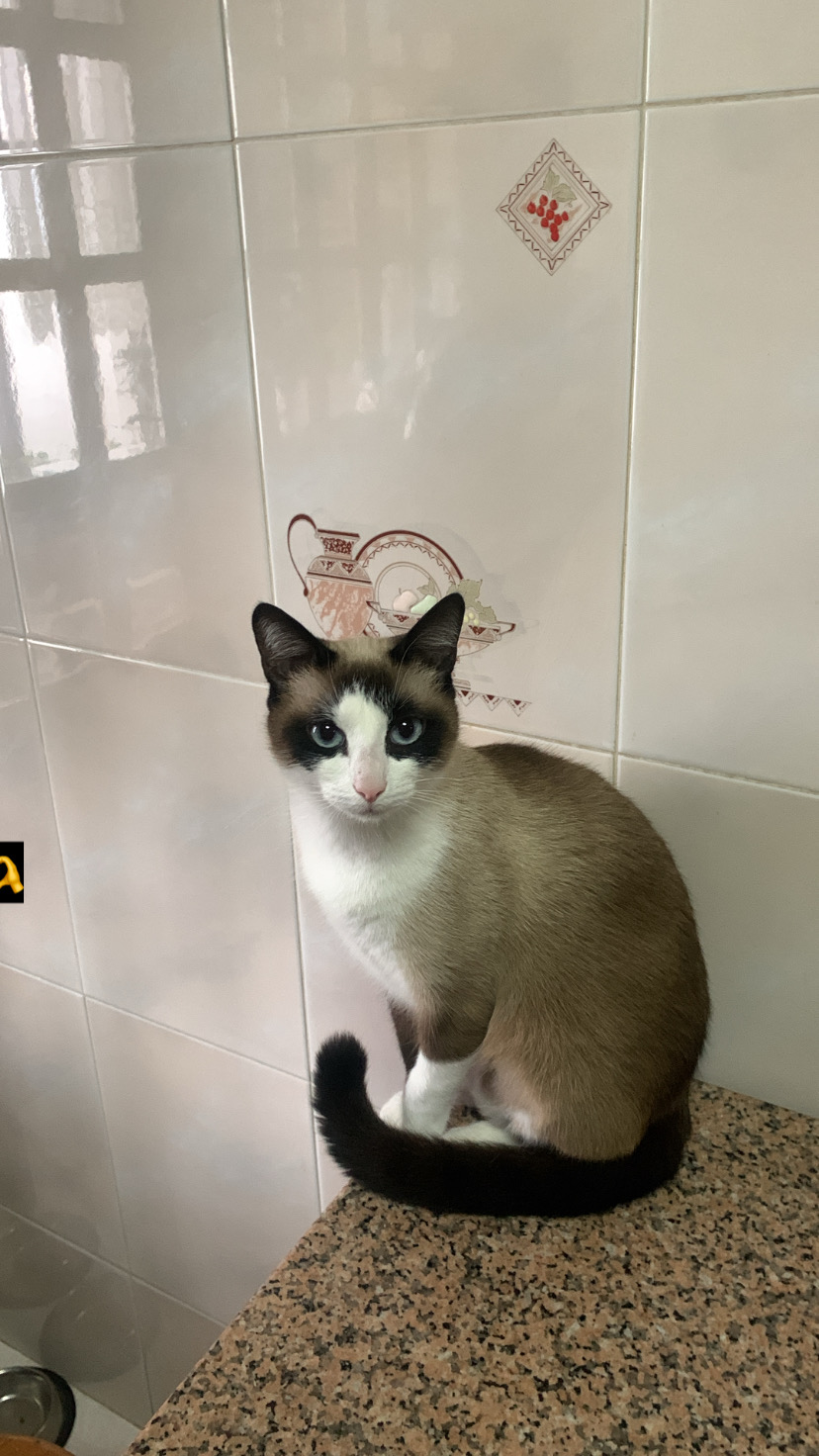 Juliana Ferreira Pet Sitting - Paços de Ferreira - Paseador de perros