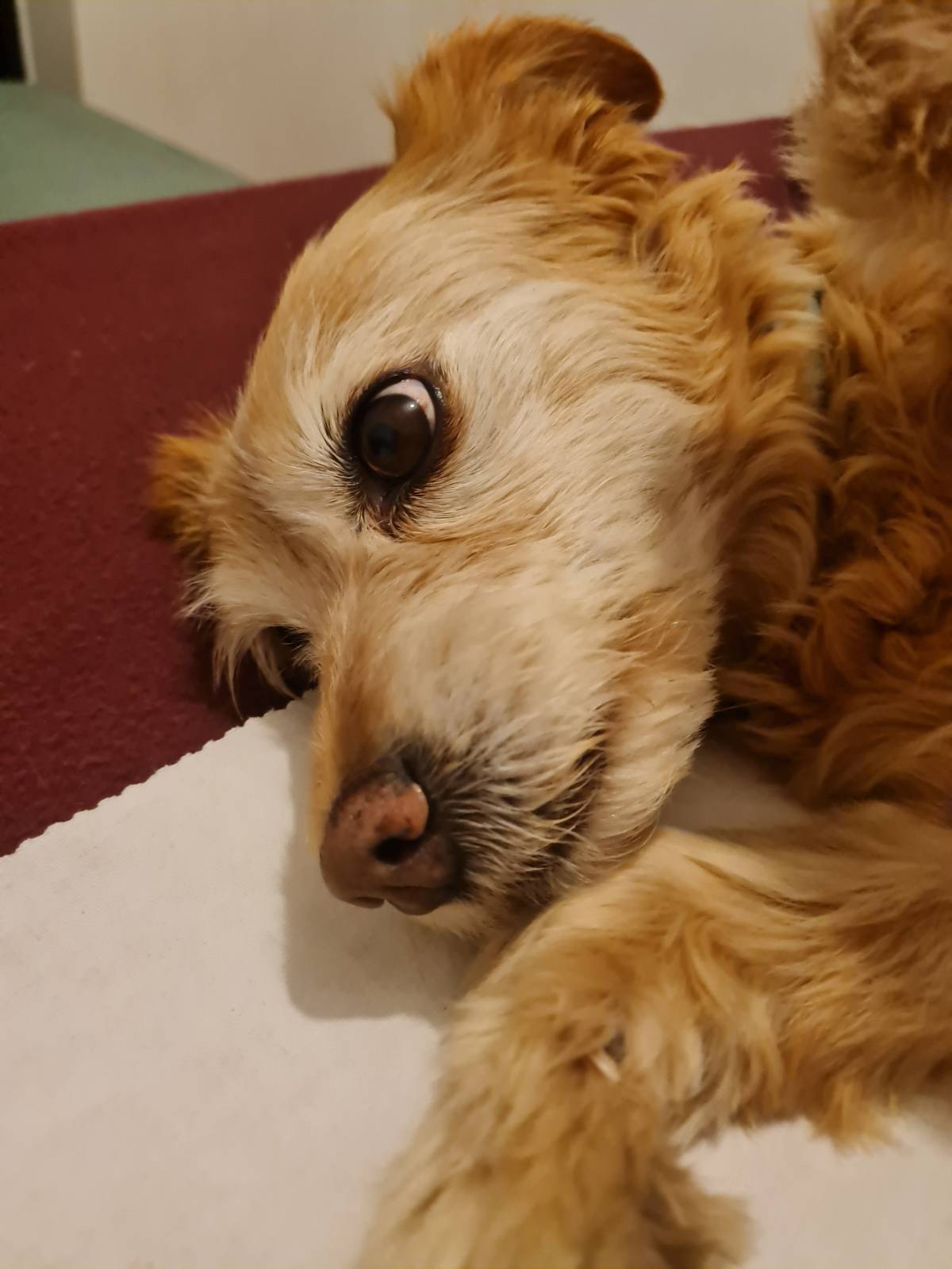 Liliana - Viseu - Pet Sitting e Pet Walking