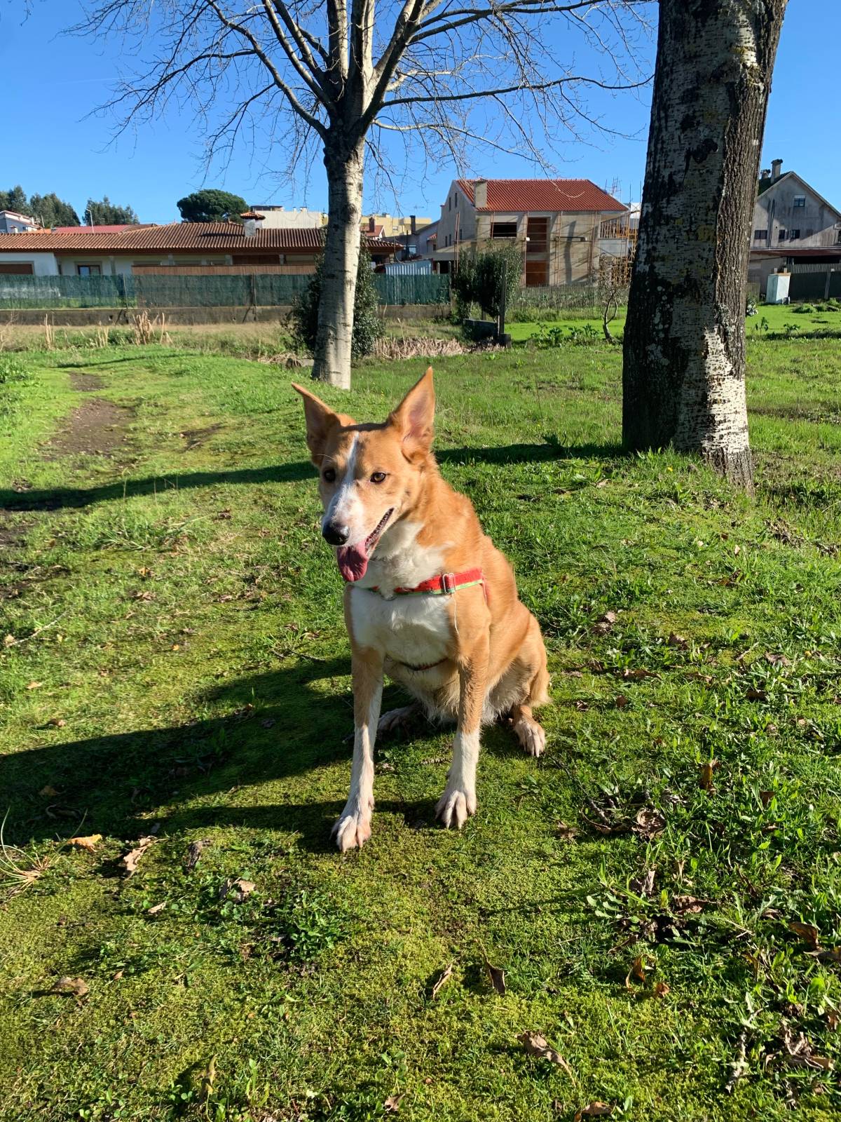 Juliana Ferreira Pet Sitting - Paços de Ferreira - Cuidar tus gatos