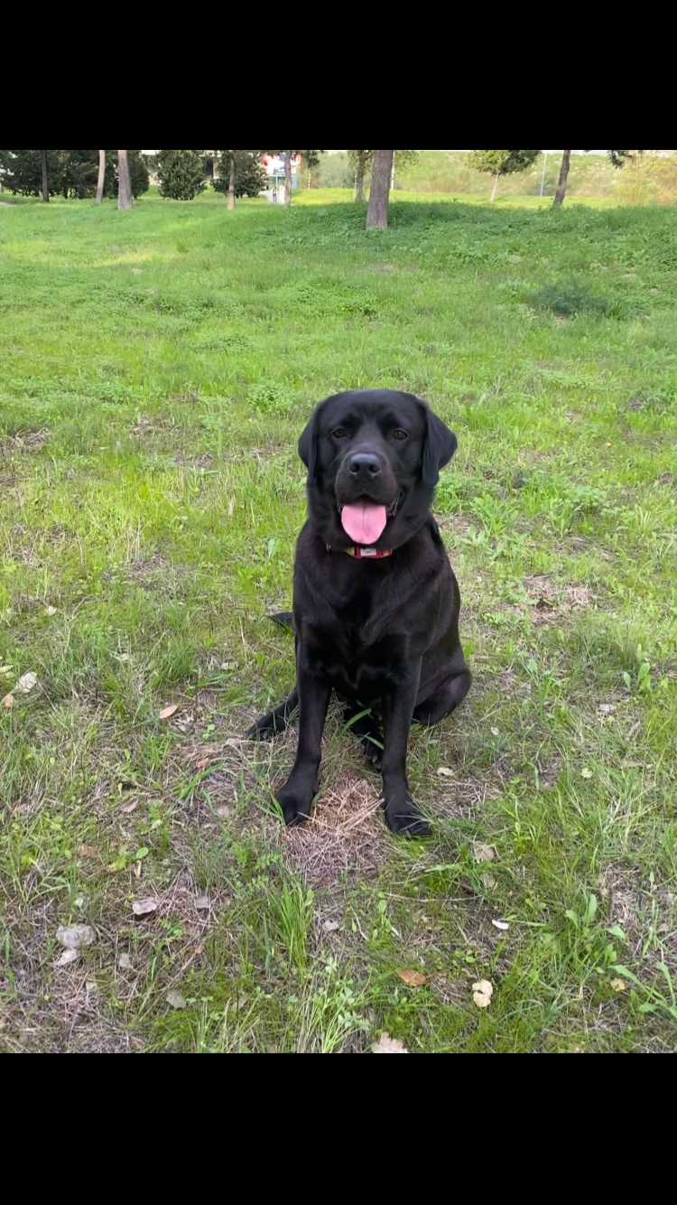 Carolina Marçal Rios - Oeiras - Cuidar tus perros