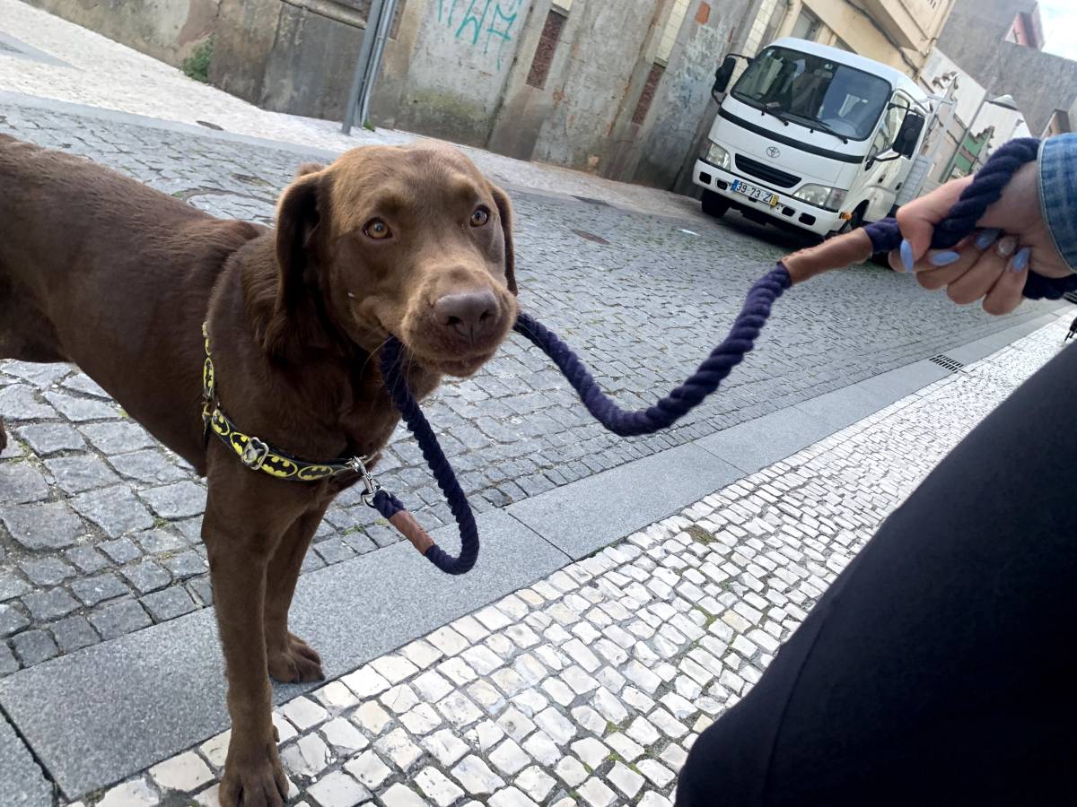 Juliana Ferreira Pet Sitting - Paços de Ferreira - Dog Walking