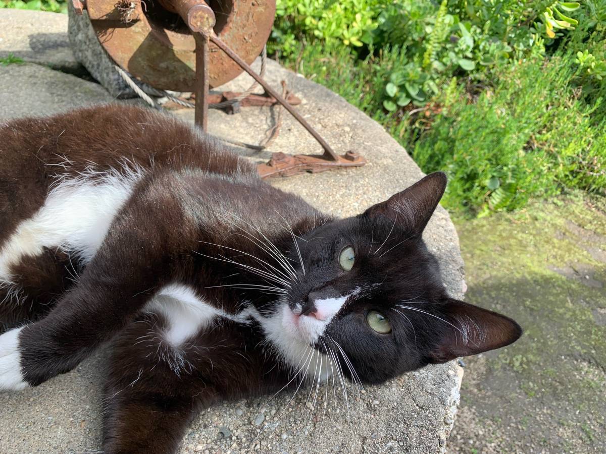 Juliana Ferreira Pet Sitting - Paços de Ferreira - Cuidar tus mascotas