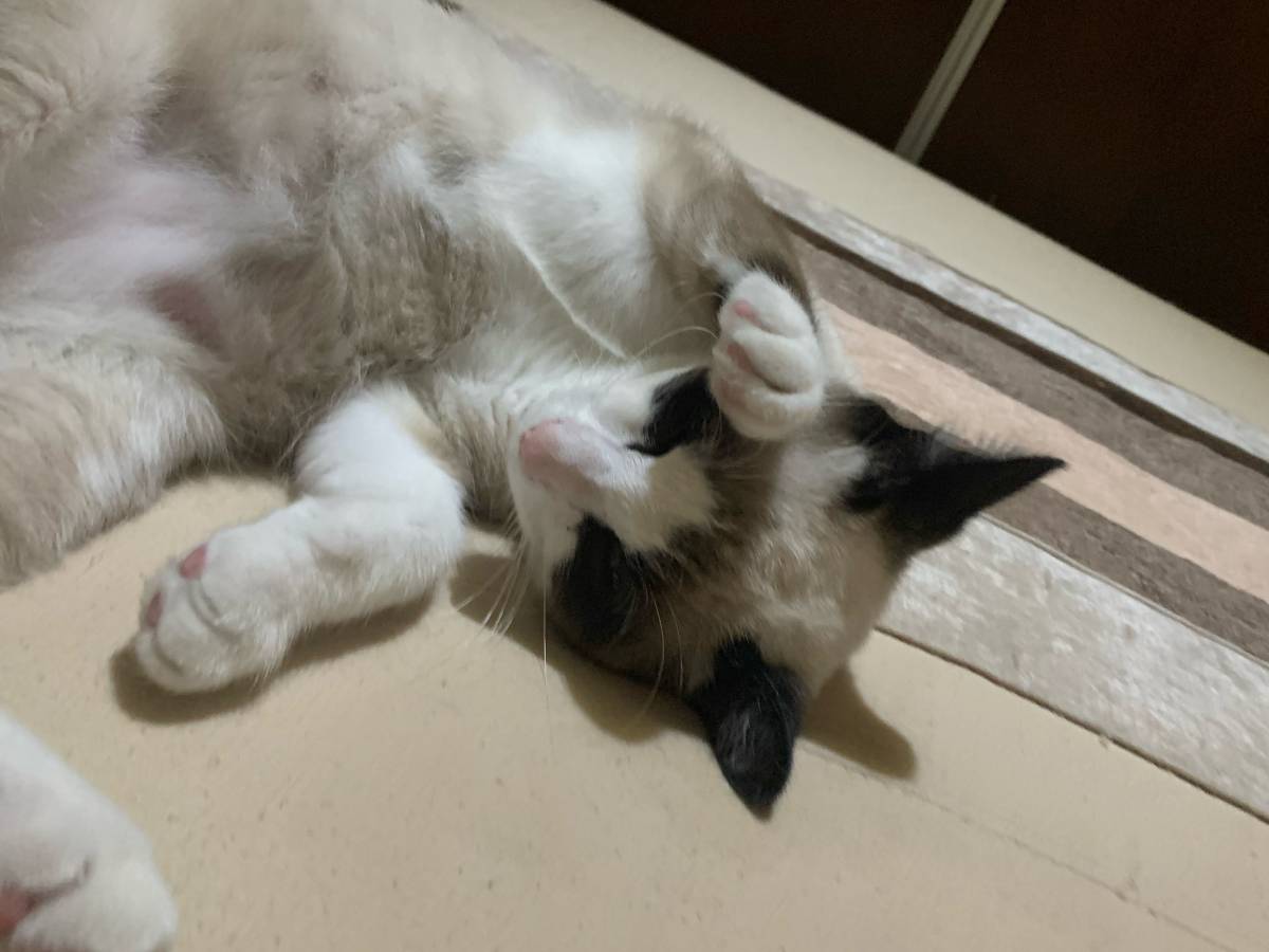 Juliana Ferreira Pet Sitting - Paços de Ferreira - Pet Sitting e Pet Walking