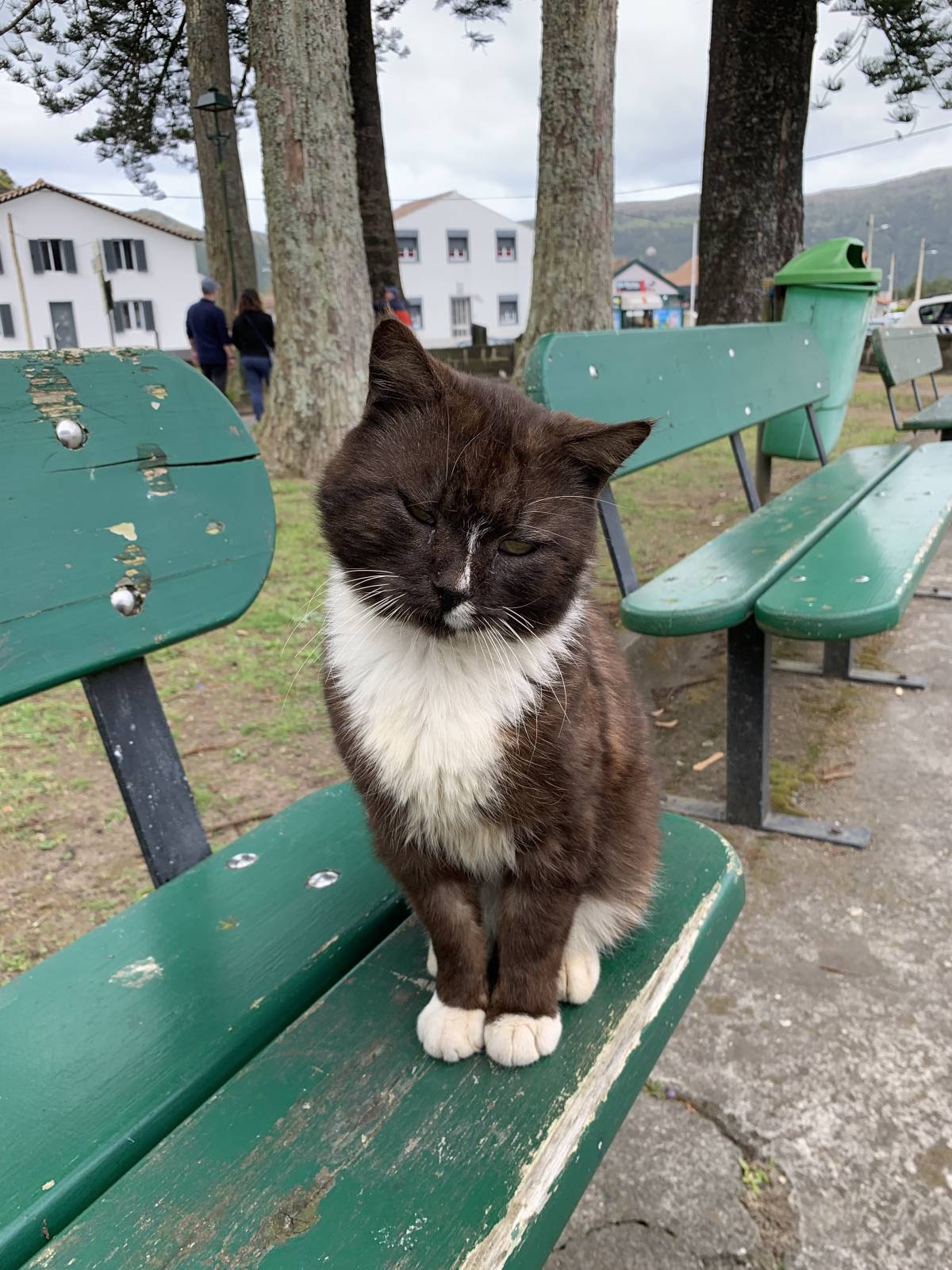 Juliana Ferreira Pet Sitting - Paços de Ferreira - Cuidado y peluquería para mascotas