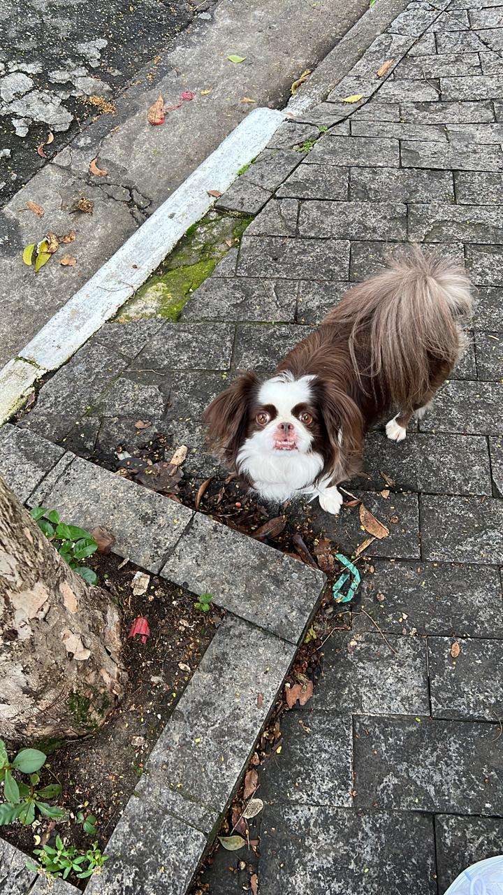 Mariana Pet Sitter - Seixal - Dog Hotel