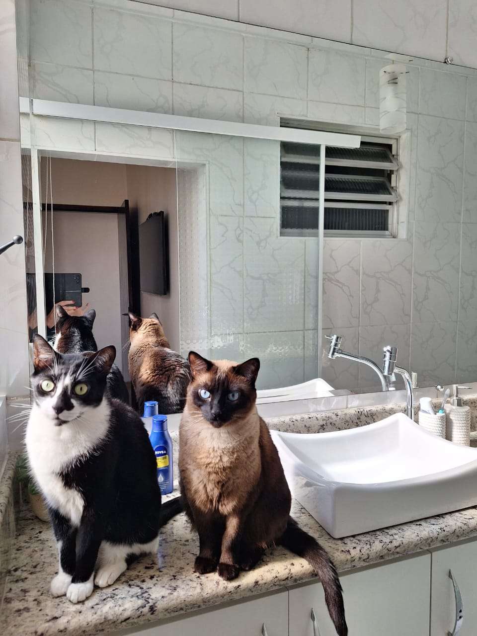 Mariana Pet Sitter - Seixal - Cat Sitting