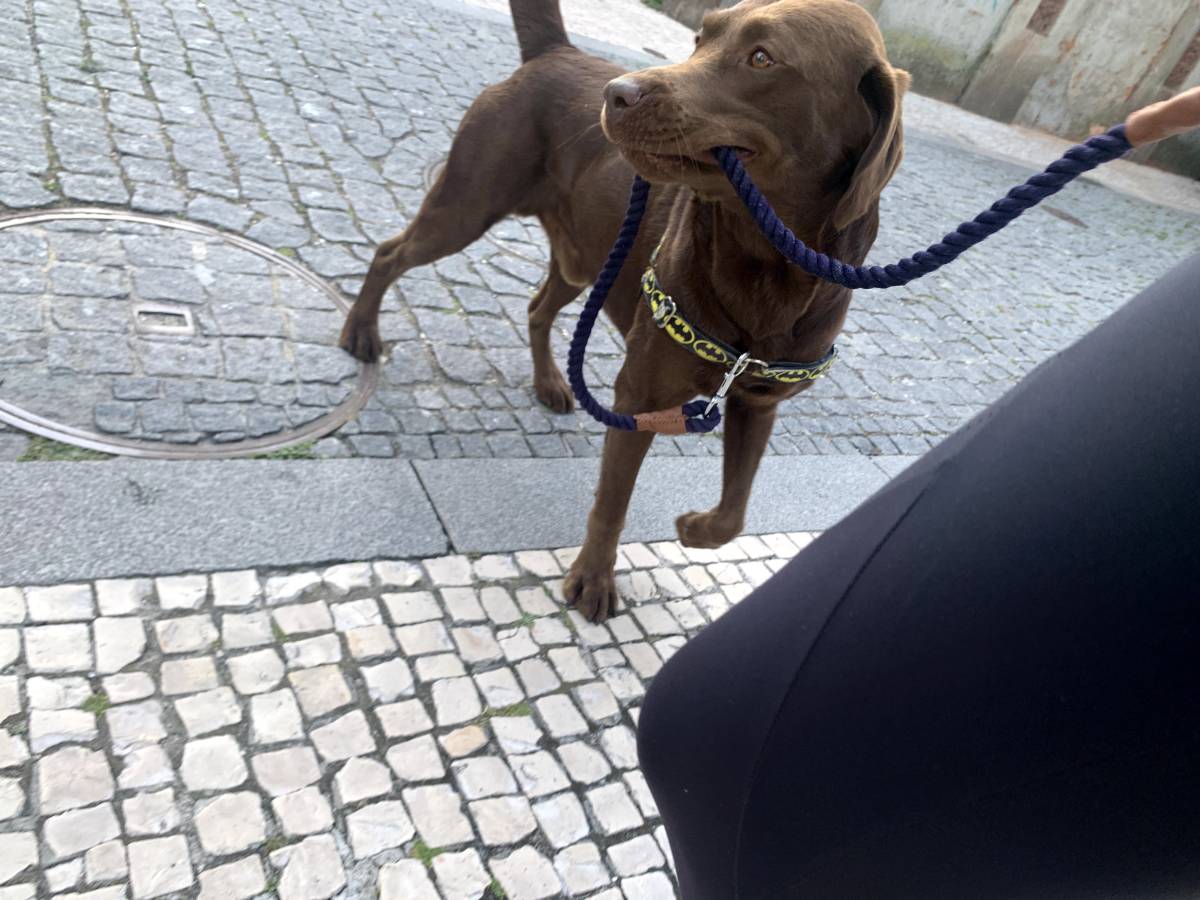Juliana Ferreira Pet Sitting - Paços de Ferreira - Dog Sitting