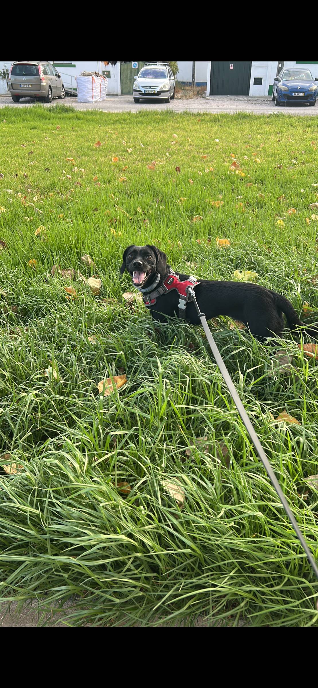Paula Azevedo - Barreiro - Nettoyage d'appartement
