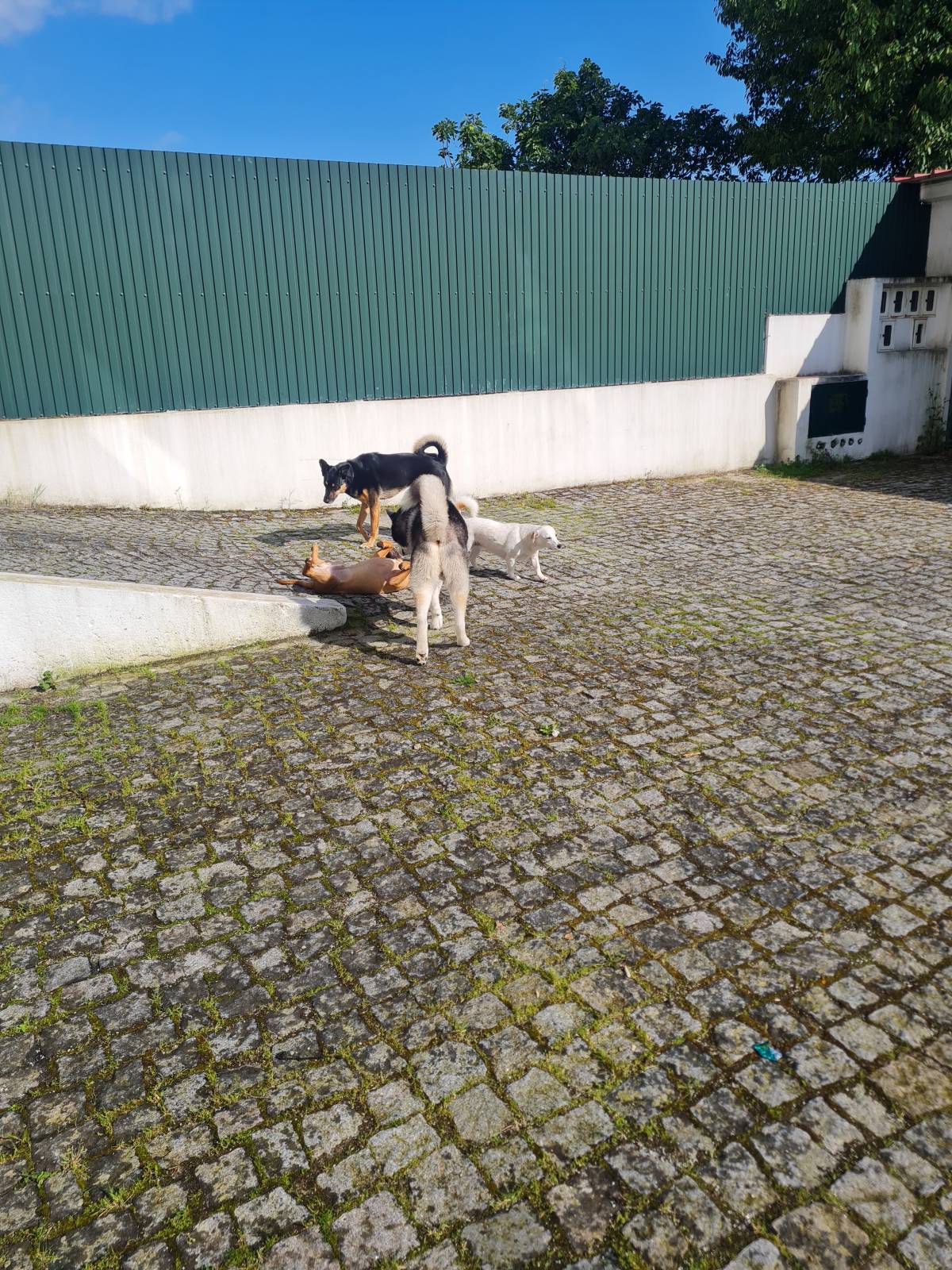 Liliana - Viseu - Cat Sitting