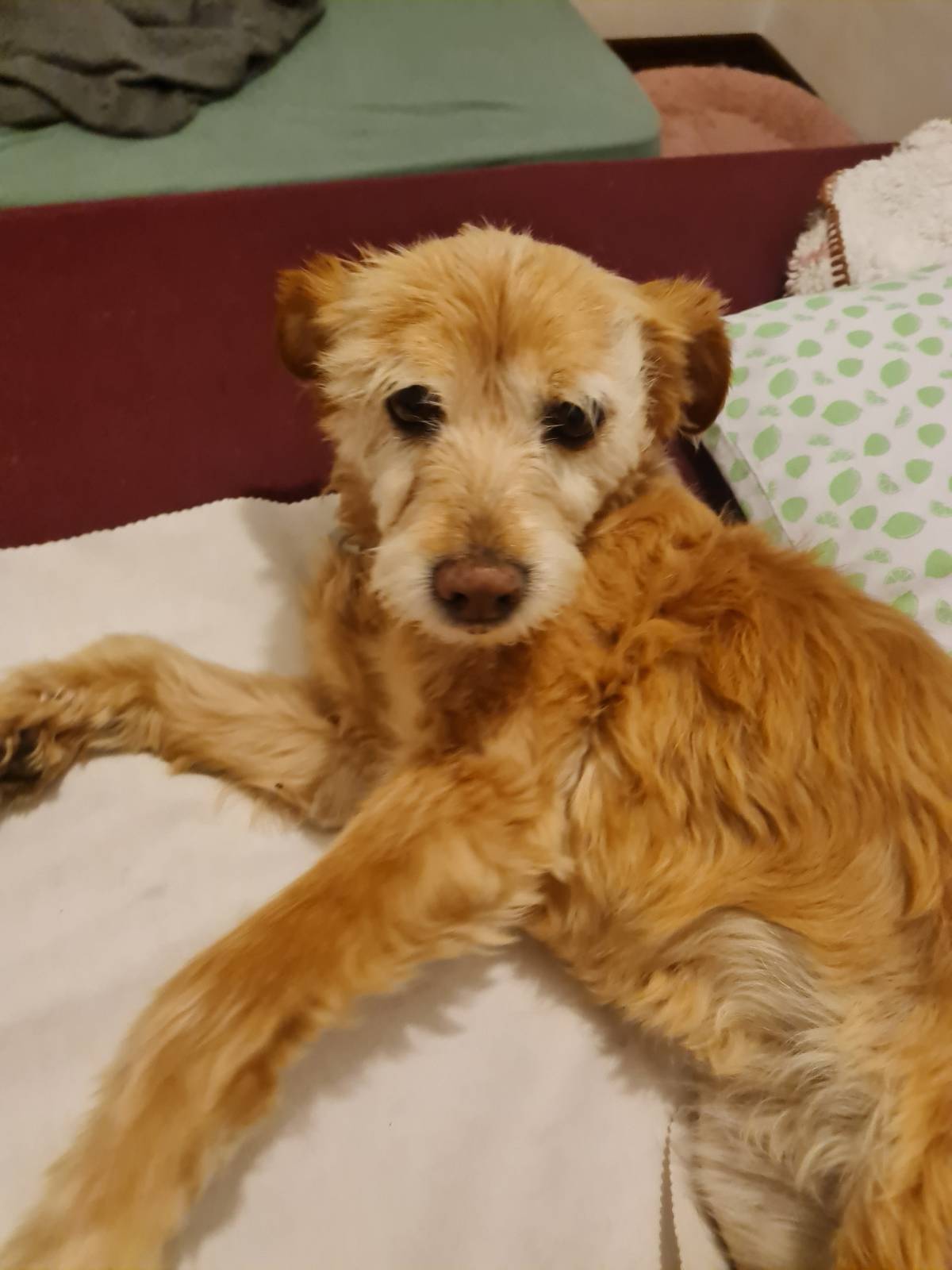 Liliana - Viseu - Hotel e Creche para Animais