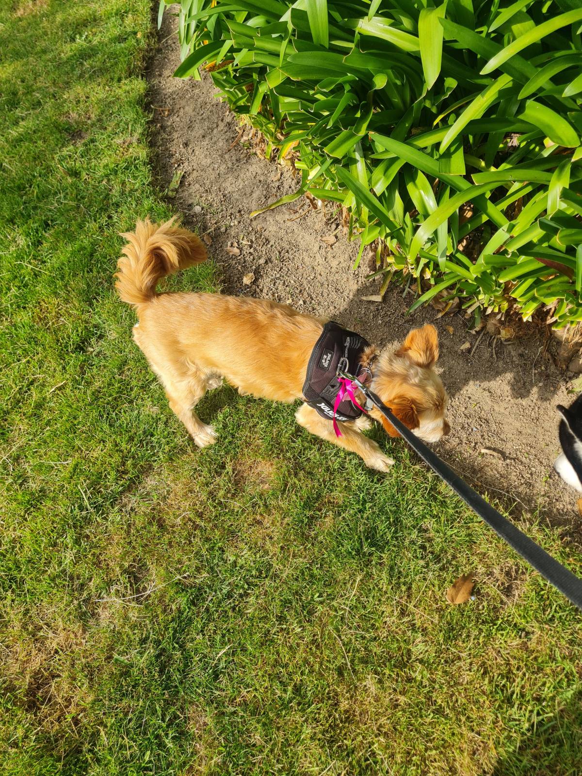 Liliana - Viseu - Dog Walking