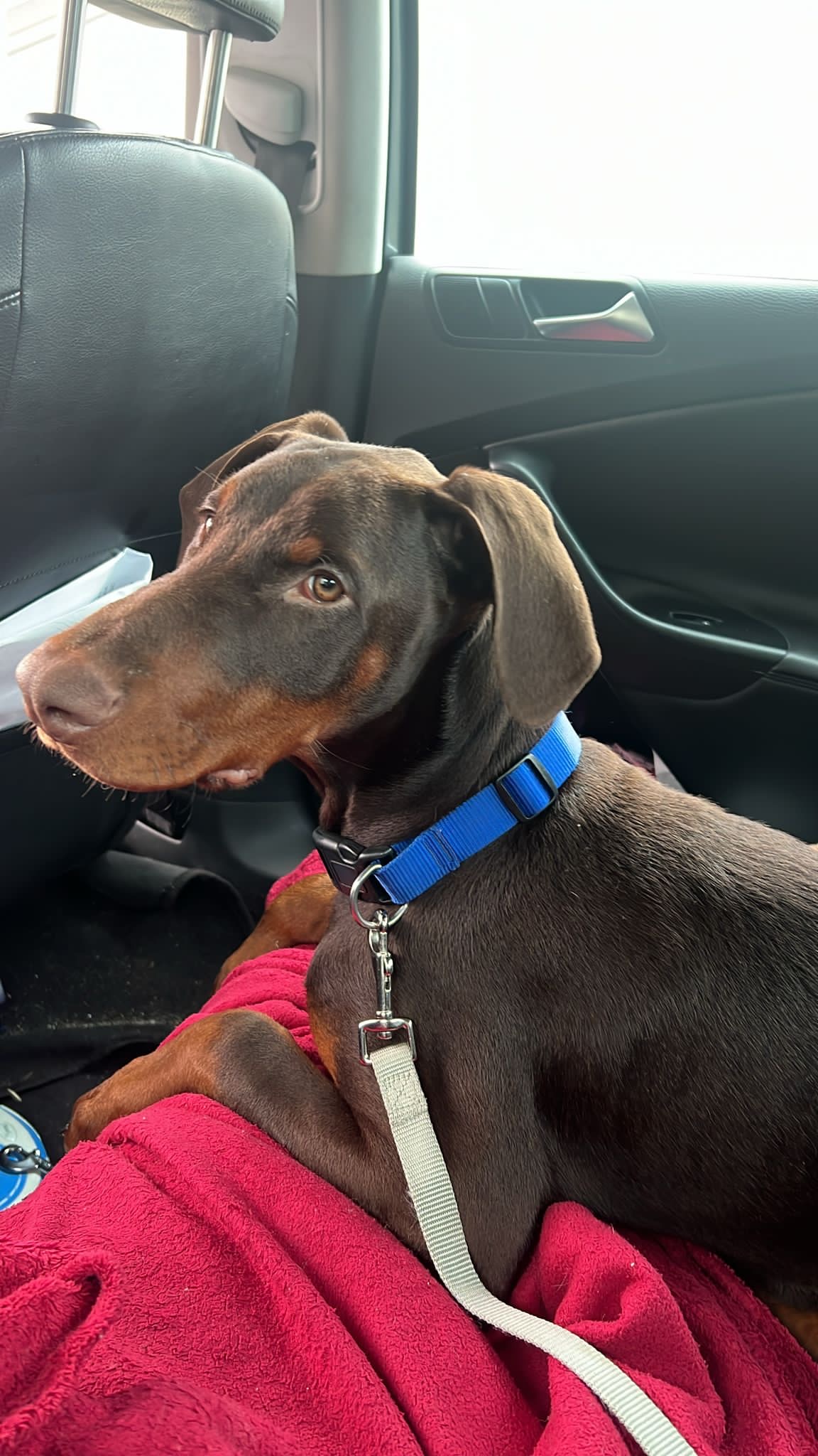 Juliana Ferreira Pet Sitting - Paços de Ferreira - Cuidar tus mascotas