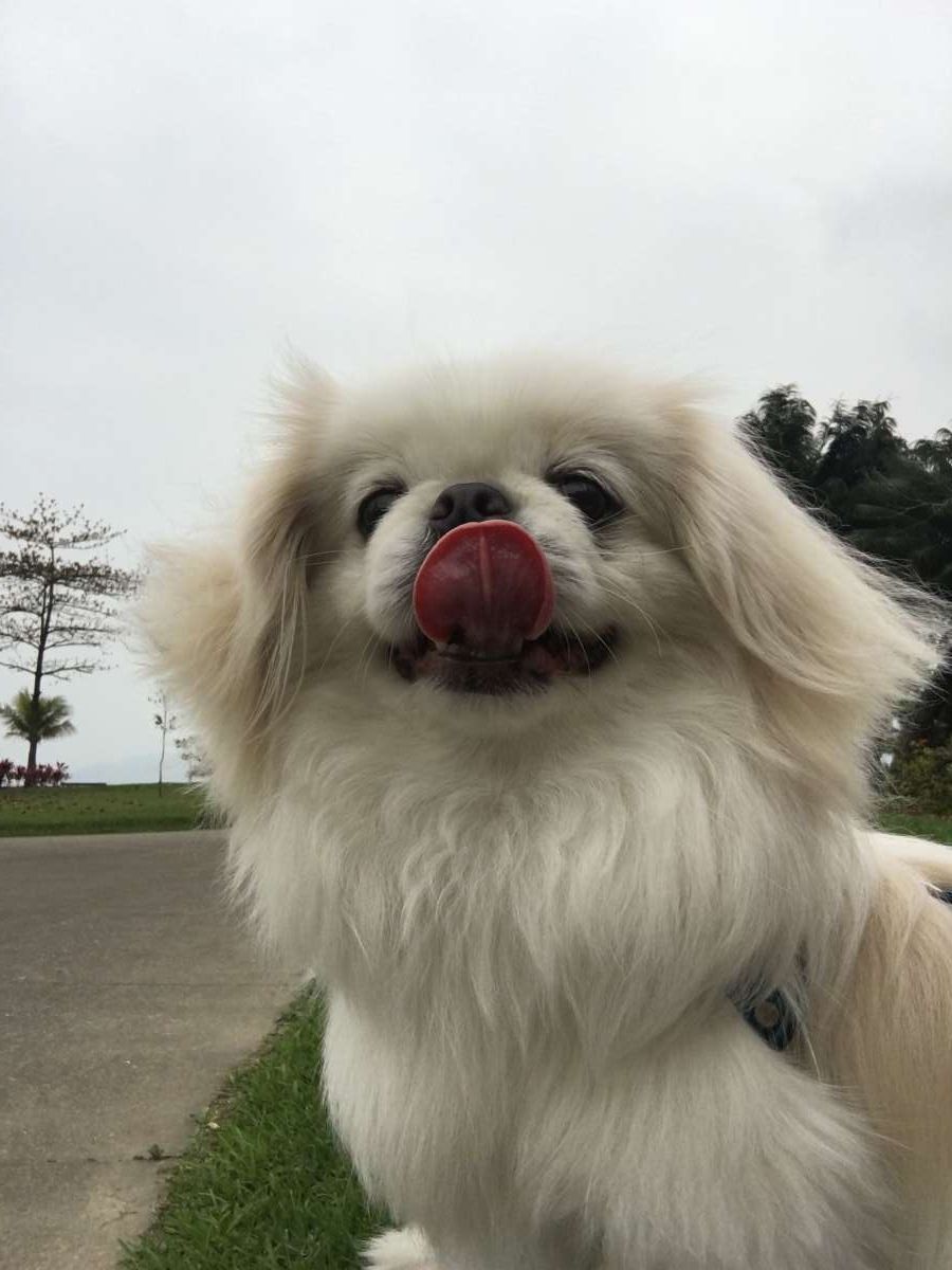 Mariana Pet Sitter - Seixal - Dog Sitting