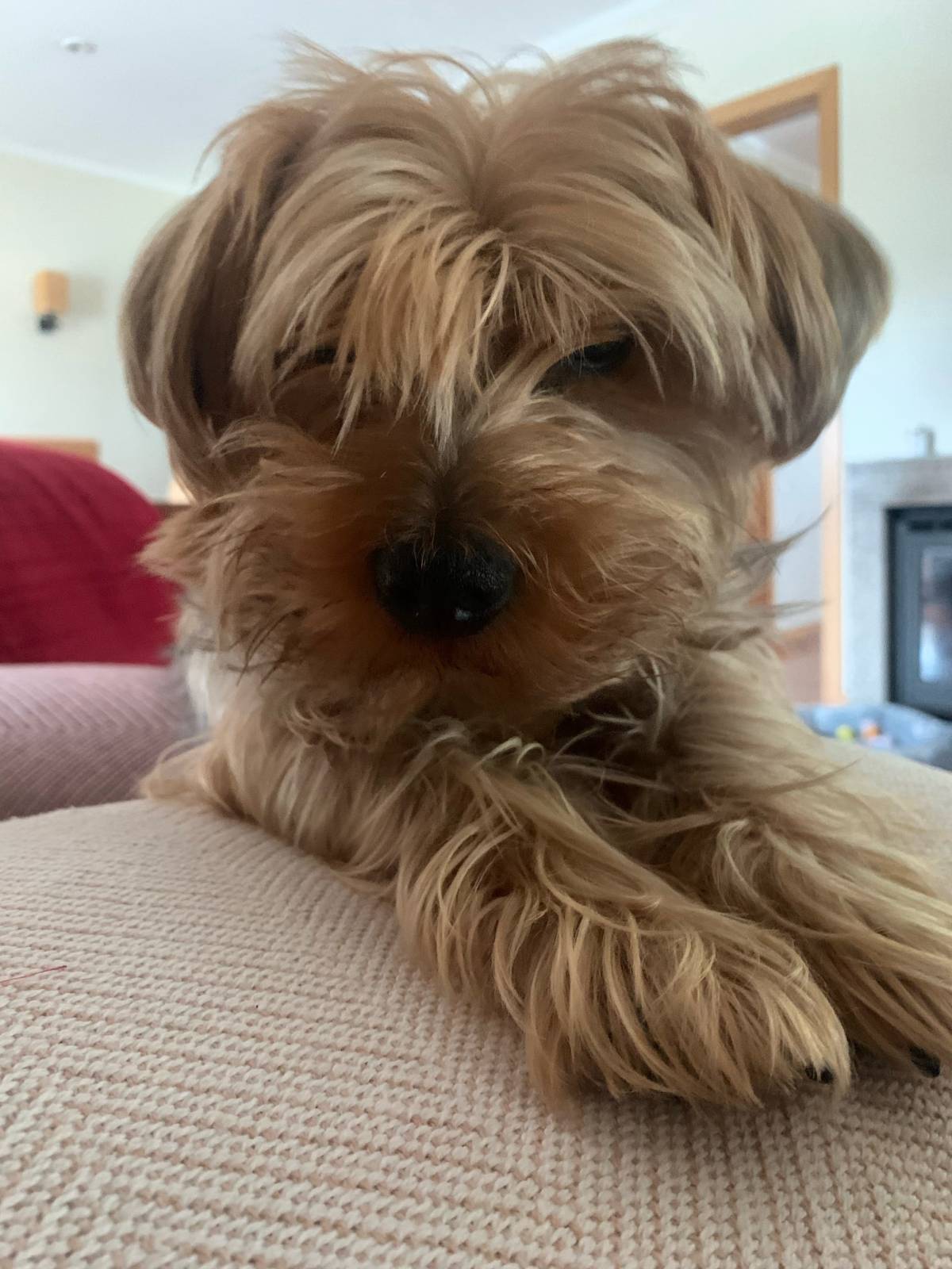 Juliana Ferreira Pet Sitting - Paços de Ferreira - Cuidado y peluquería para mascotas