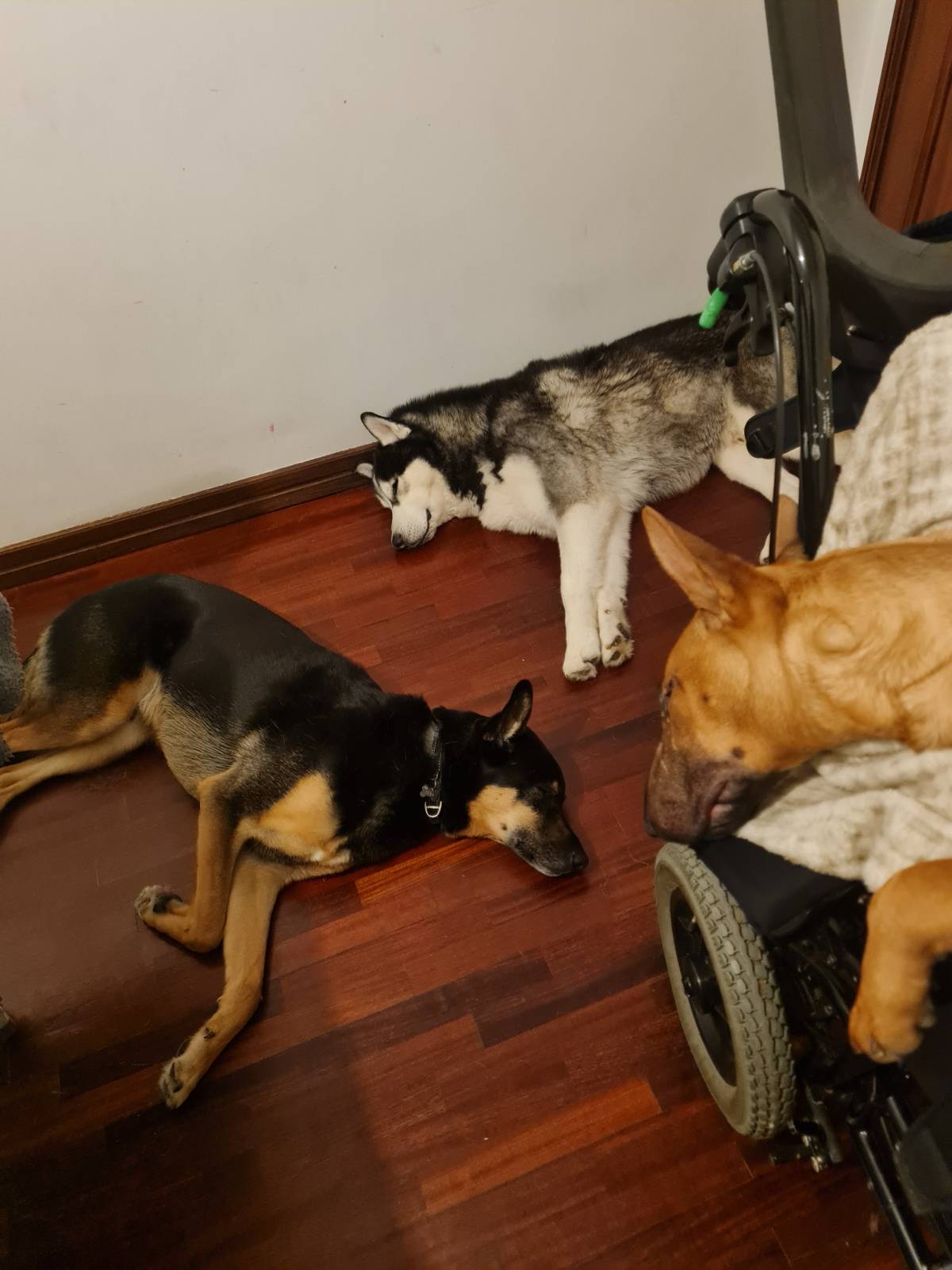 Liliana - Viseu - Hotel de Animais de Estimação