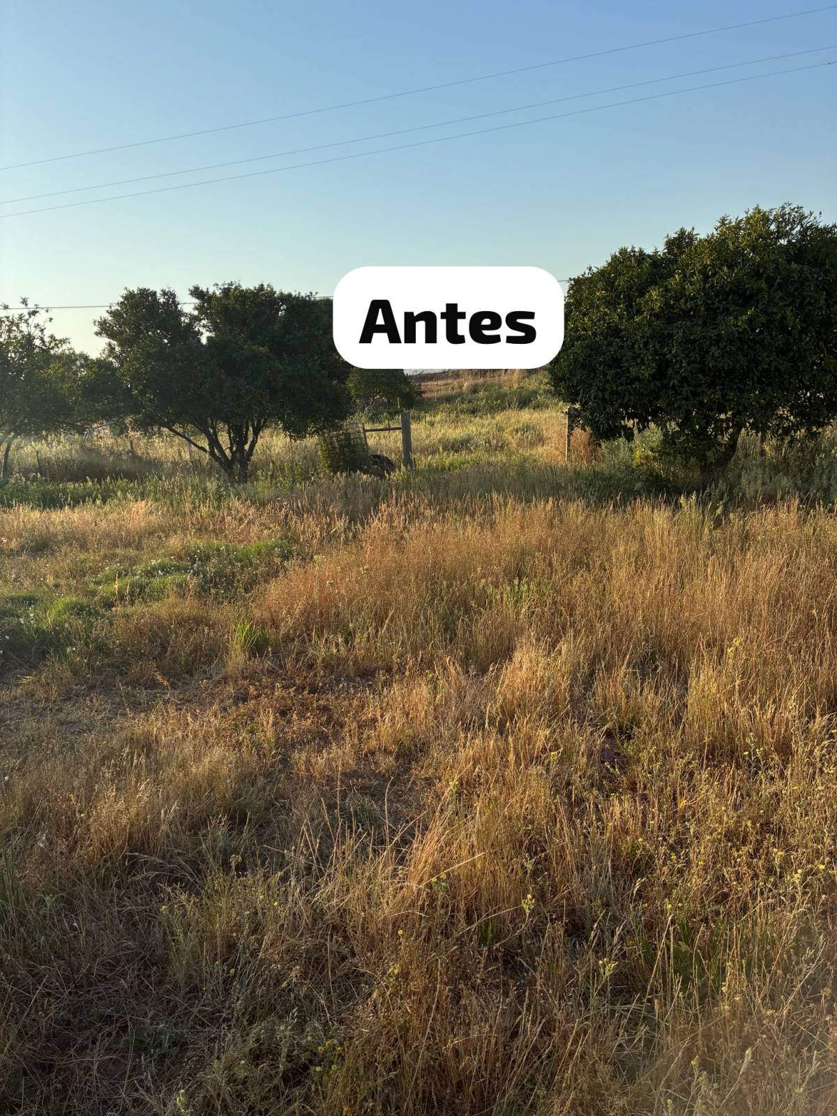 Terra Limpa - Limpeza de terrenos e Silvicultura - Coruche - Plantação de Árvores