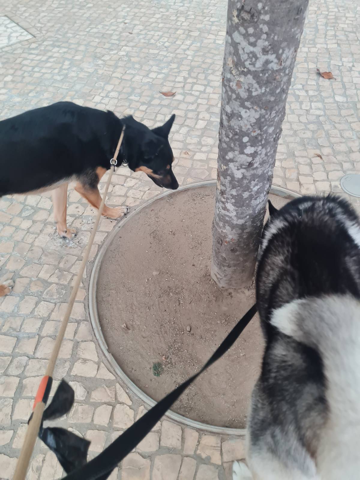 Liliana - Viseu - Pet Sitting