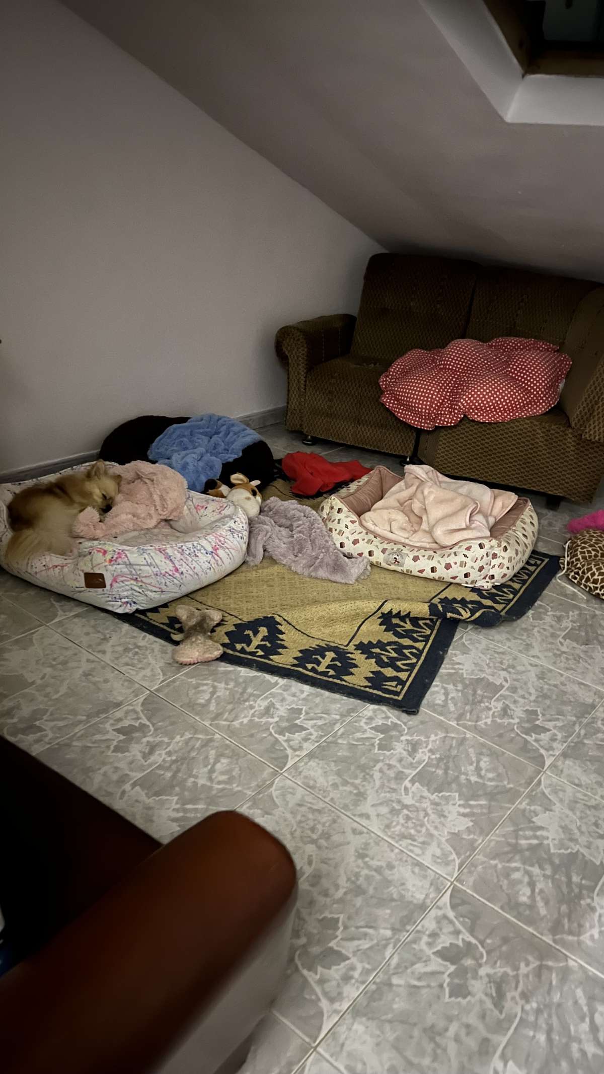 Mariana Pet Sitter - Seixal - Pet Sitting