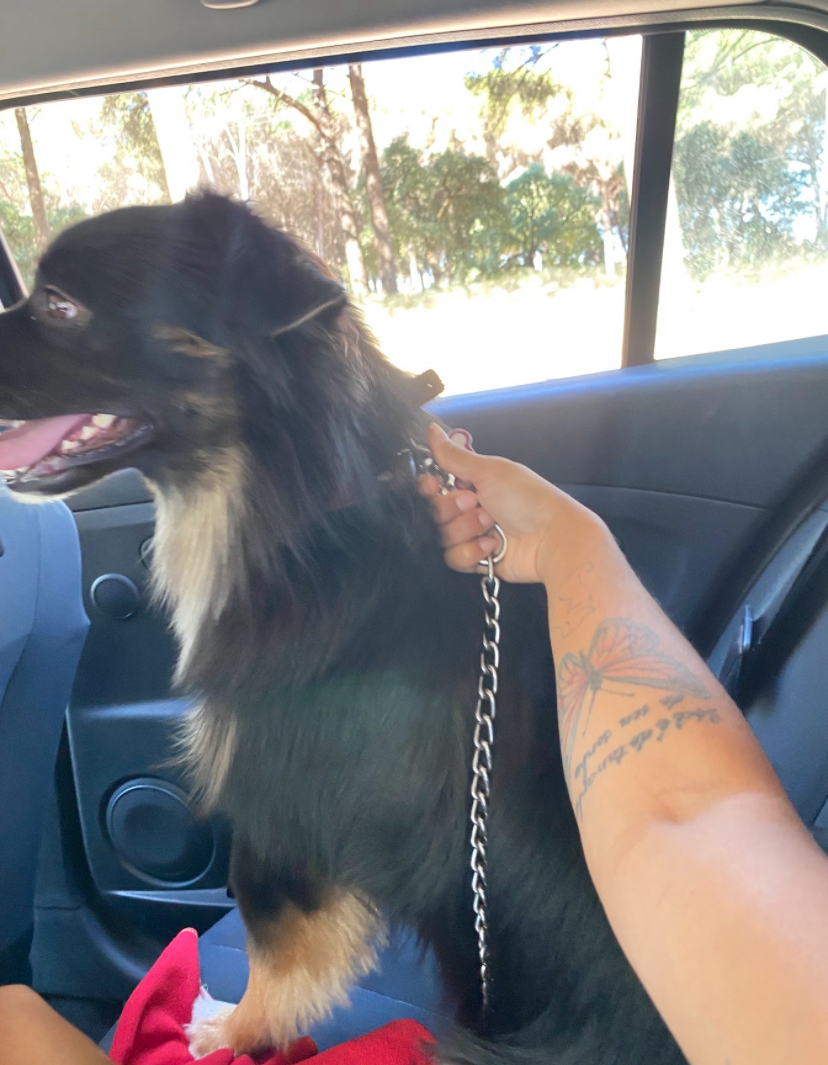 Gabrielle Andrade /petsitter - Azambuja - Dog Walking