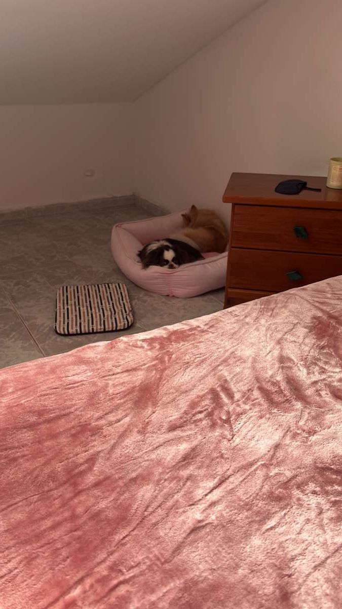 Mariana Pet Sitter - Seixal - Pet Boarding and Daycare