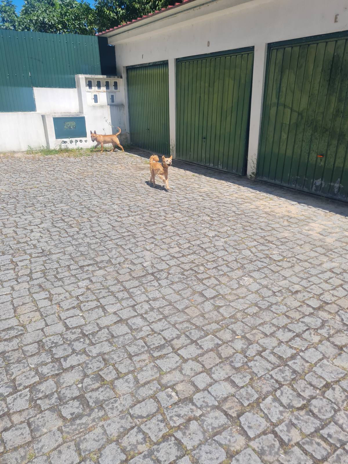Liliana - Viseu - Dog Sitting