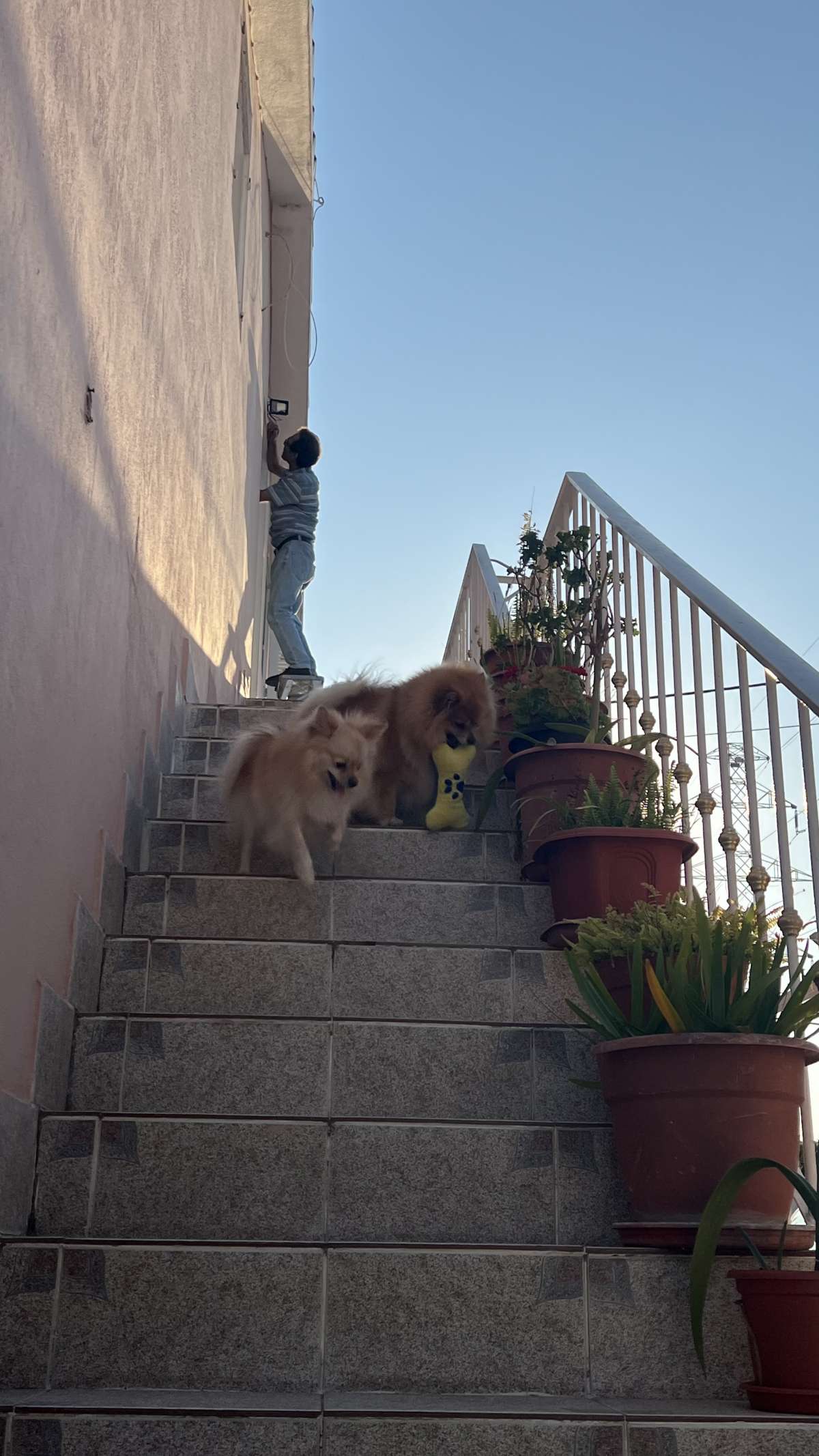 Mariana Pet Sitter - Seixal - Pet Sitting and Walking