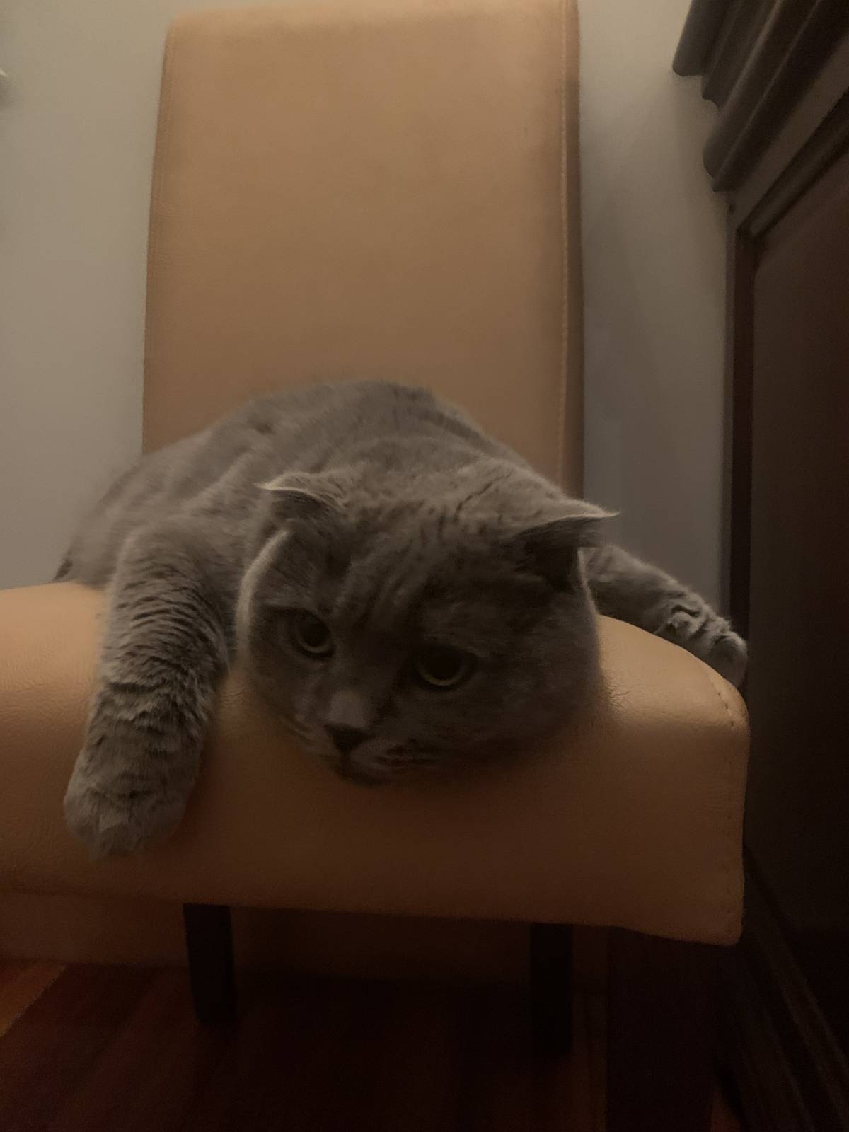 Juliana Ferreira Pet Sitting - Paços de Ferreira - Cuidar tus mascotas
