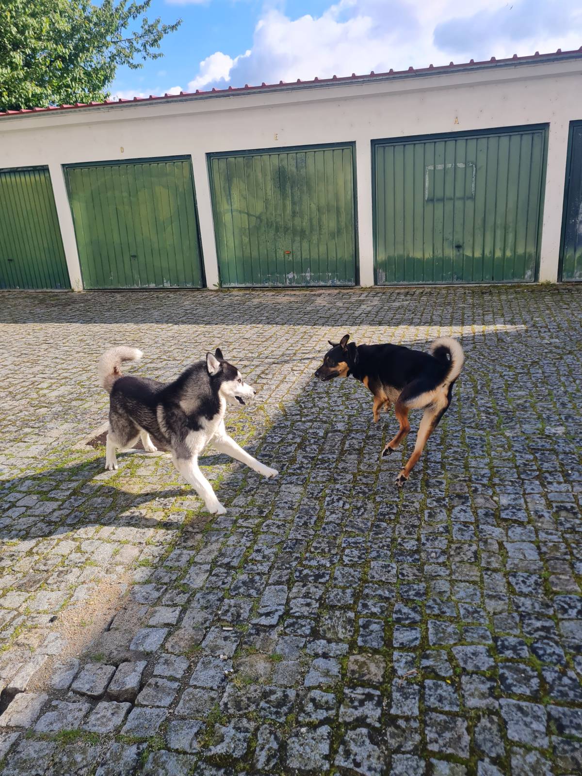 Liliana - Viseu - Creche para Cães