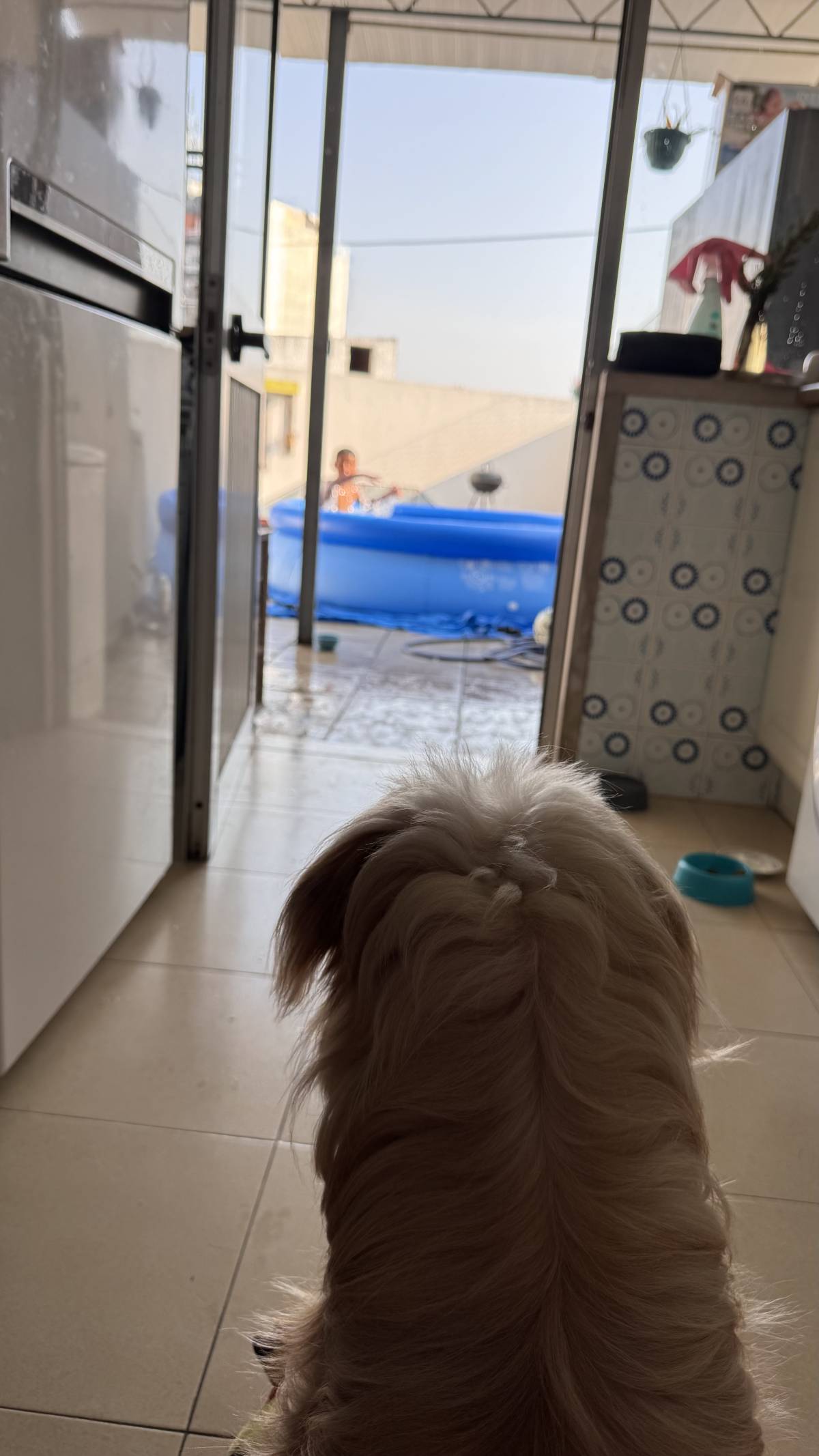 Lenyce Lima - Ovar - Dog Sitting