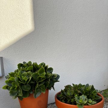 No_drama_plants - Matosinhos - Semeadura