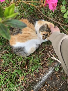 Juliana Ferreira Pet Sitting - Paços de Ferreira - Cuidar tus perros