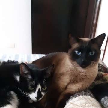 Mariana Pet Sitter - Seixal - Dog Daycare