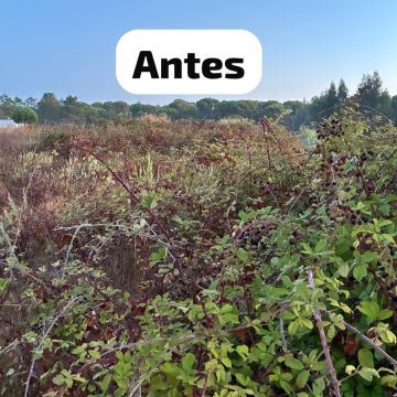 Terra Limpa - Limpeza de terrenos e Silvicultura - Coruche - Limpeza de Terrenos