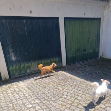 Liliana - Viseu - Hotel para Gatos