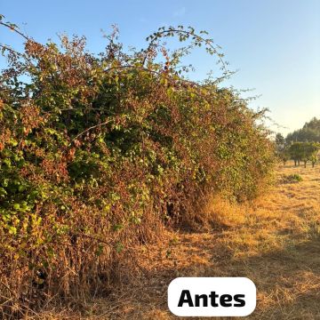 Terra Limpa - Limpeza de terrenos e Silvicultura - Coruche - Corte e Aparação de Relvado