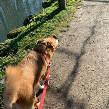 Juliana Ferreira Pet Sitting - Paços de Ferreira - Cuidar tus perros