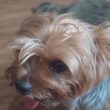 Mariana Pet Sitter - Seixal - Dog Walking