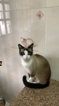 Juliana Ferreira Pet Sitting - Paços de Ferreira - Paseador de perros