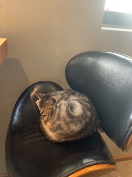 Juliana Ferreira Pet Sitting - Paços de Ferreira - Cuidados y paseos de mascotas