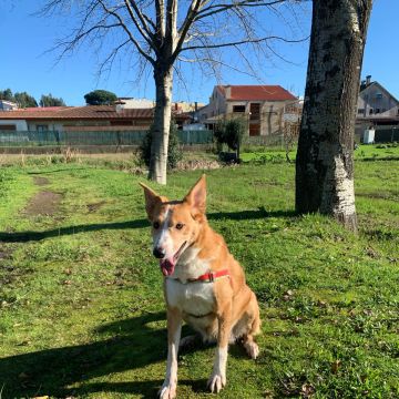 Juliana Ferreira Pet Sitting - Paços de Ferreira - Cuidar tus gatos