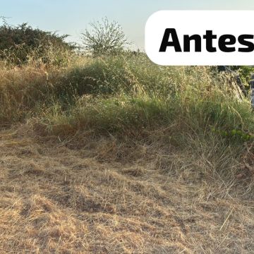 Terra Limpa - Limpeza de terrenos e Silvicultura - Coruche - Remoção de Tronco de Árvore