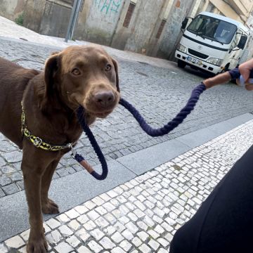 Juliana Ferreira Pet Sitting - Paços de Ferreira - Dog Walking