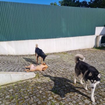 Liliana - Viseu - Limpeza Geral