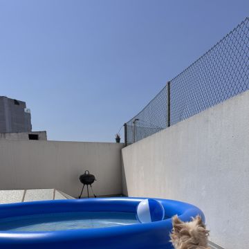 Lenyce Lima - Ovar - Dog Walking