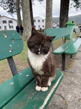 Juliana Ferreira Pet Sitting - Paços de Ferreira - Cuidado y peluquería para mascotas