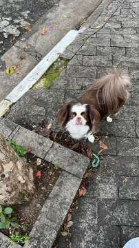 Mariana Pet Sitter - Seixal - Dog Hotel