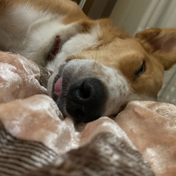 Juliana Ferreira Pet Sitting - Paços de Ferreira - Pet Sitting e Pet Walking