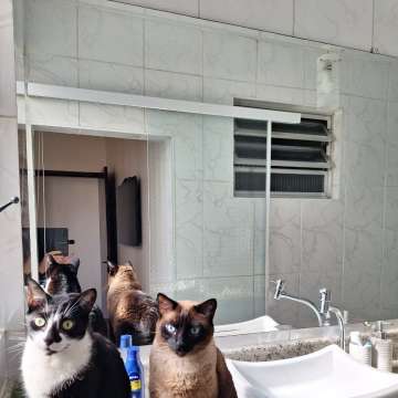 Mariana Pet Sitter - Seixal - Cat Sitting