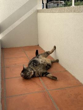 Juliana Ferreira Pet Sitting - Paços de Ferreira - Cat Sitting